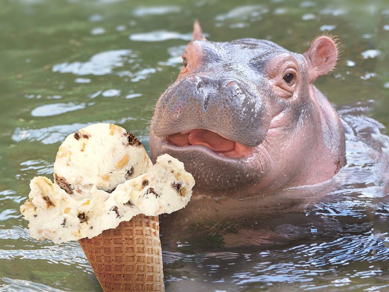 Fiona el hipopótamo