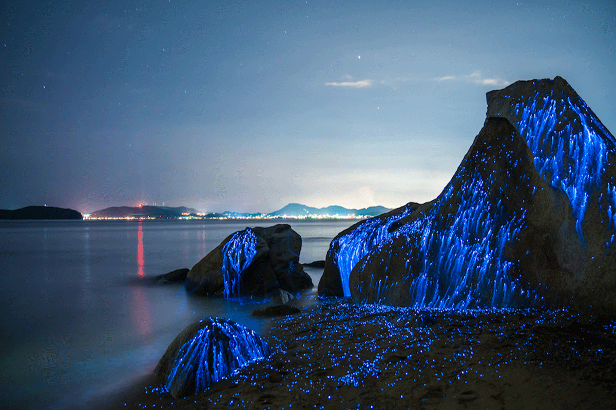 bioluminiscencia