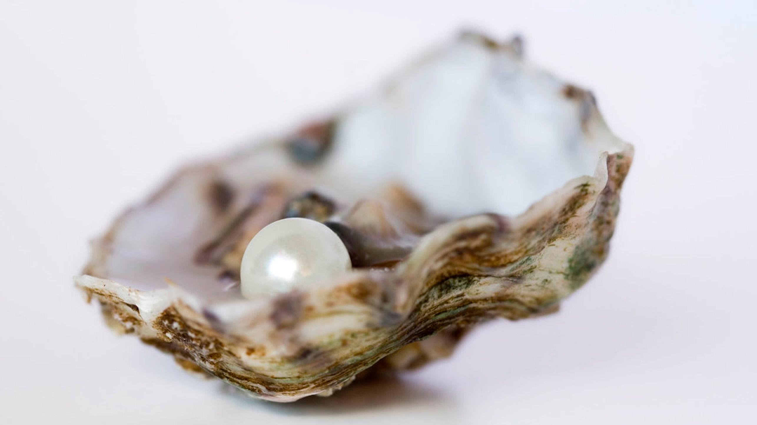 perla en una ostra