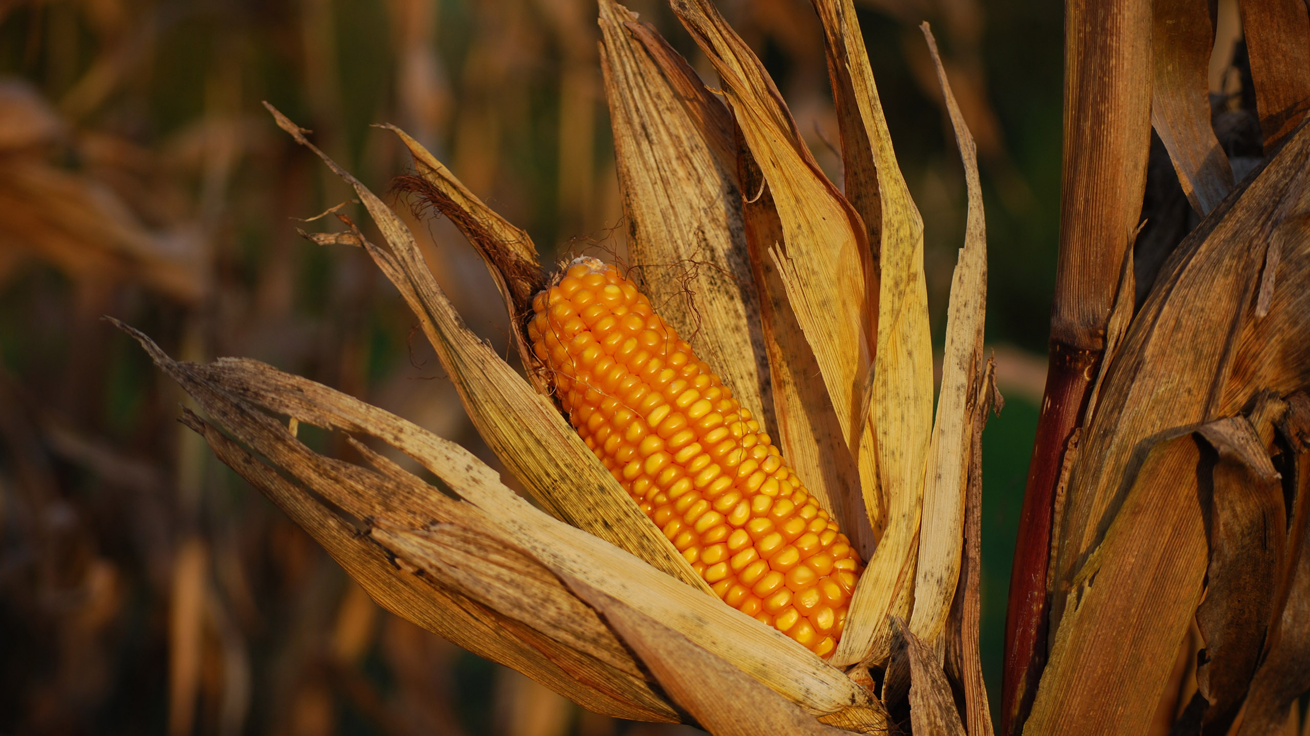 maíz, campo de maíz