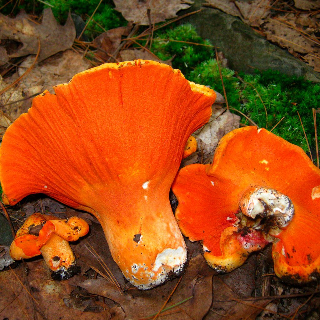 Oreja de puerco o langosta de bosque (Hypomyces lactifluorum) hongos comestibles y venenosos