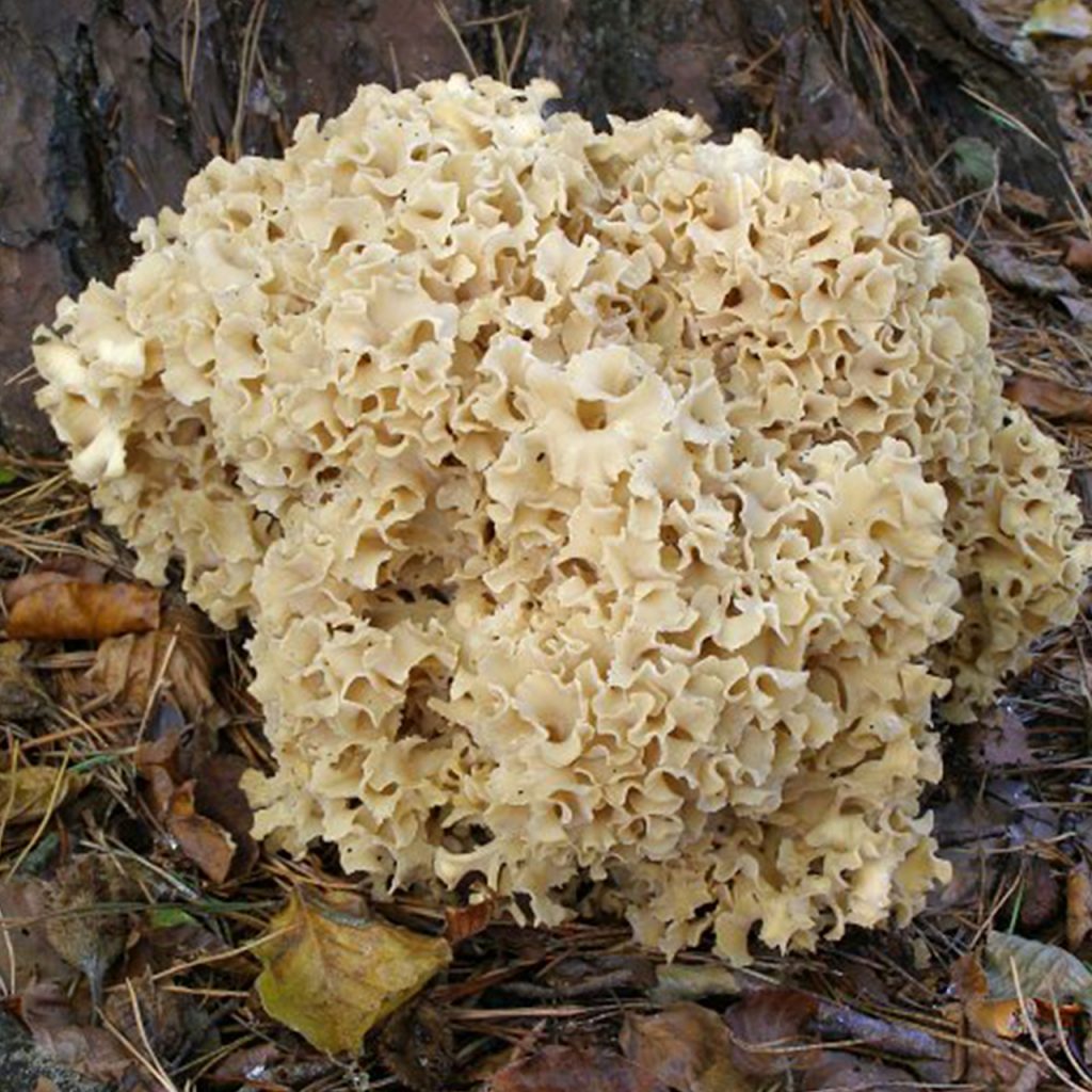 Sparassis crispa fungus hongos comestibles y venenosos