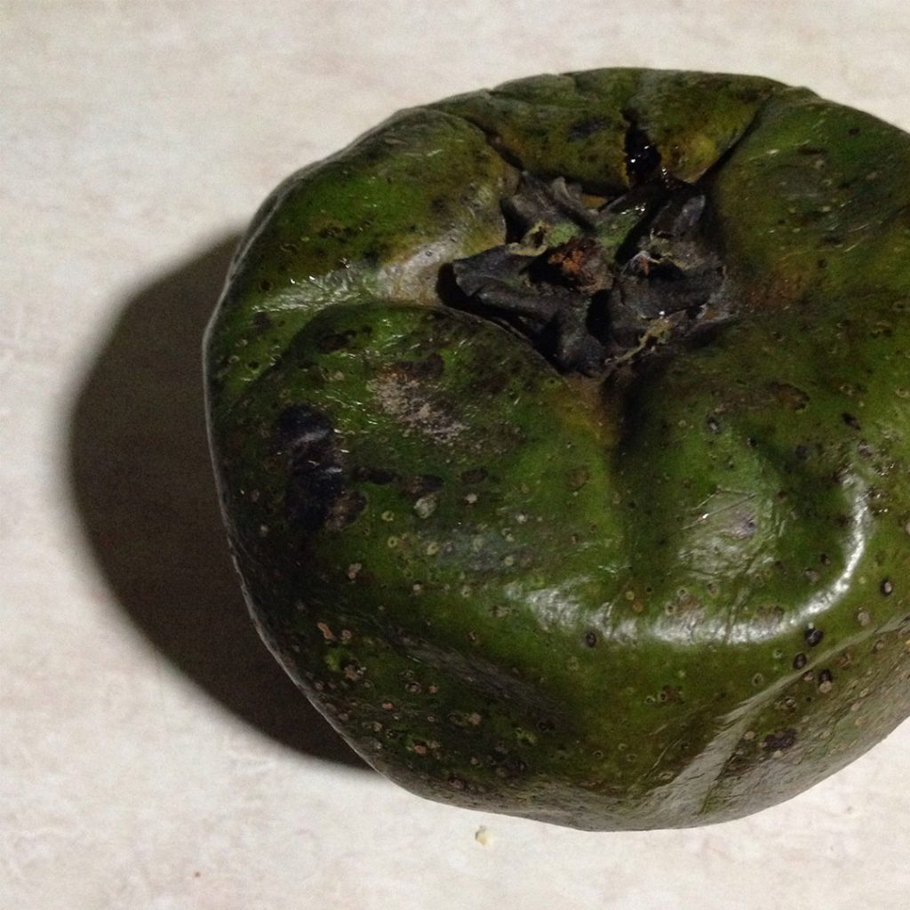 Zapote-negro-fruta
