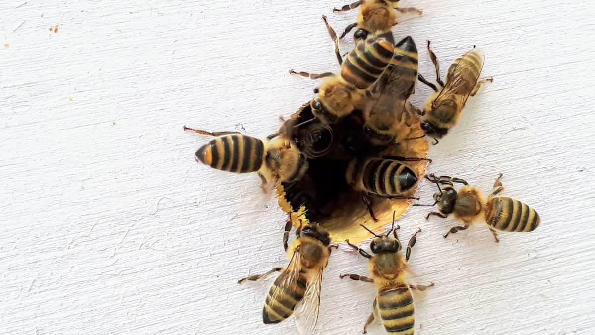 abejas-en-granja