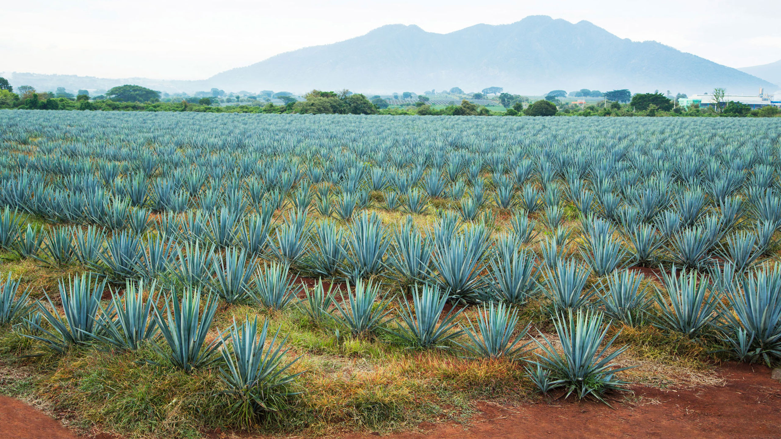 Agave-policia-tequila