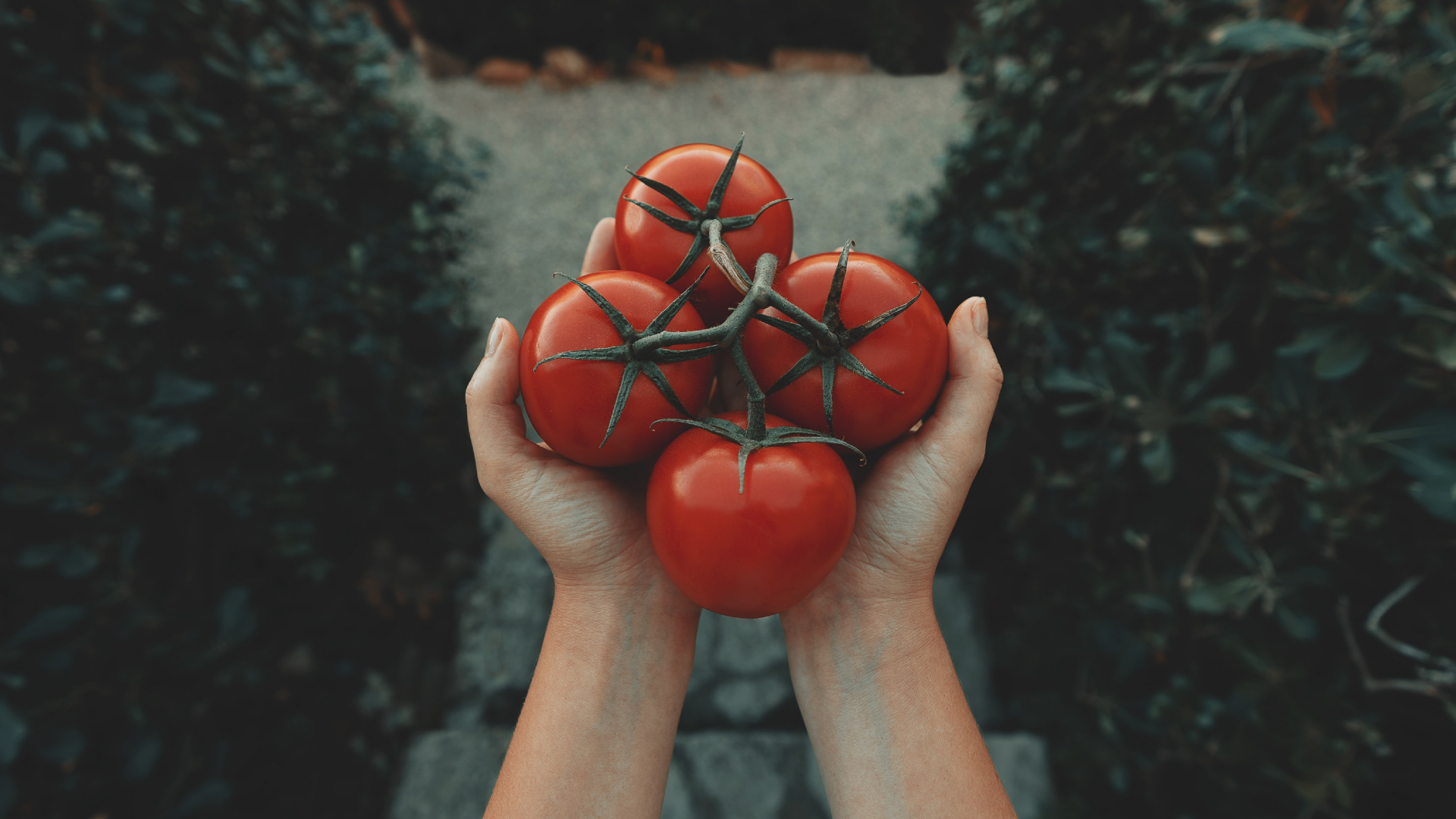 6-beneficios-de-comer-jitomate-tomate