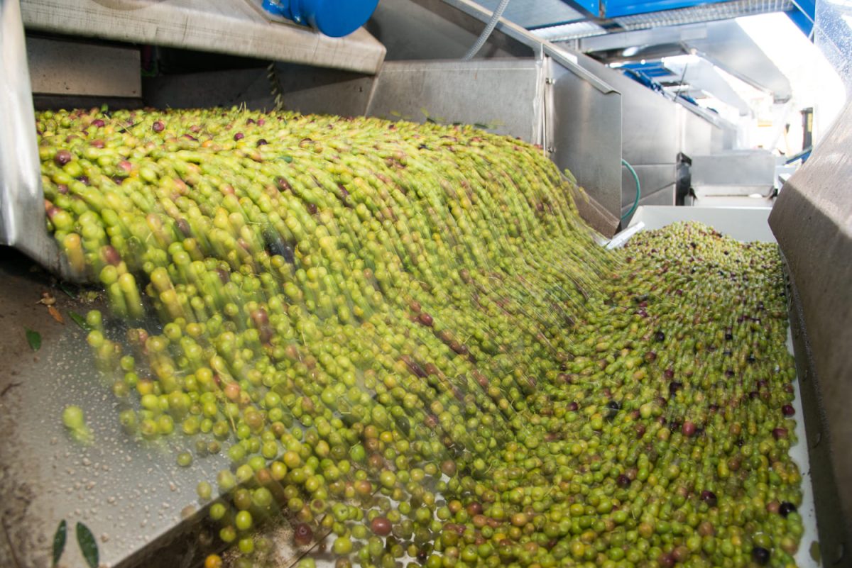 Producción de aceite de oliva 
